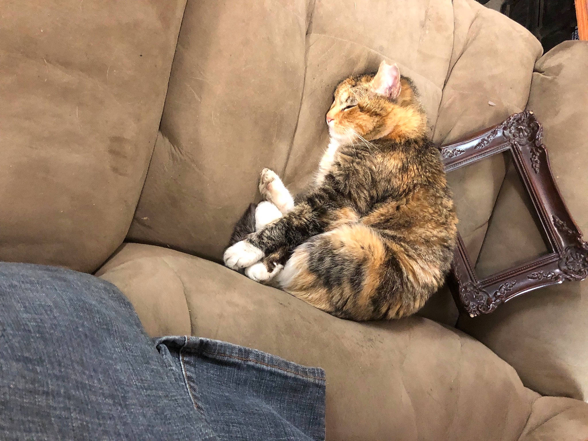 Pooters is registered to the contest to win money with this photo: bag, canidae, carnivore, cat, comfort, companion_dog, couch, domestic_short_haired_cat, fawn, felidae, fur, furniture, human_leg, linens, luggage_and_bags, sitting, small_to_medium_sized_cats, whiskers, window, wood