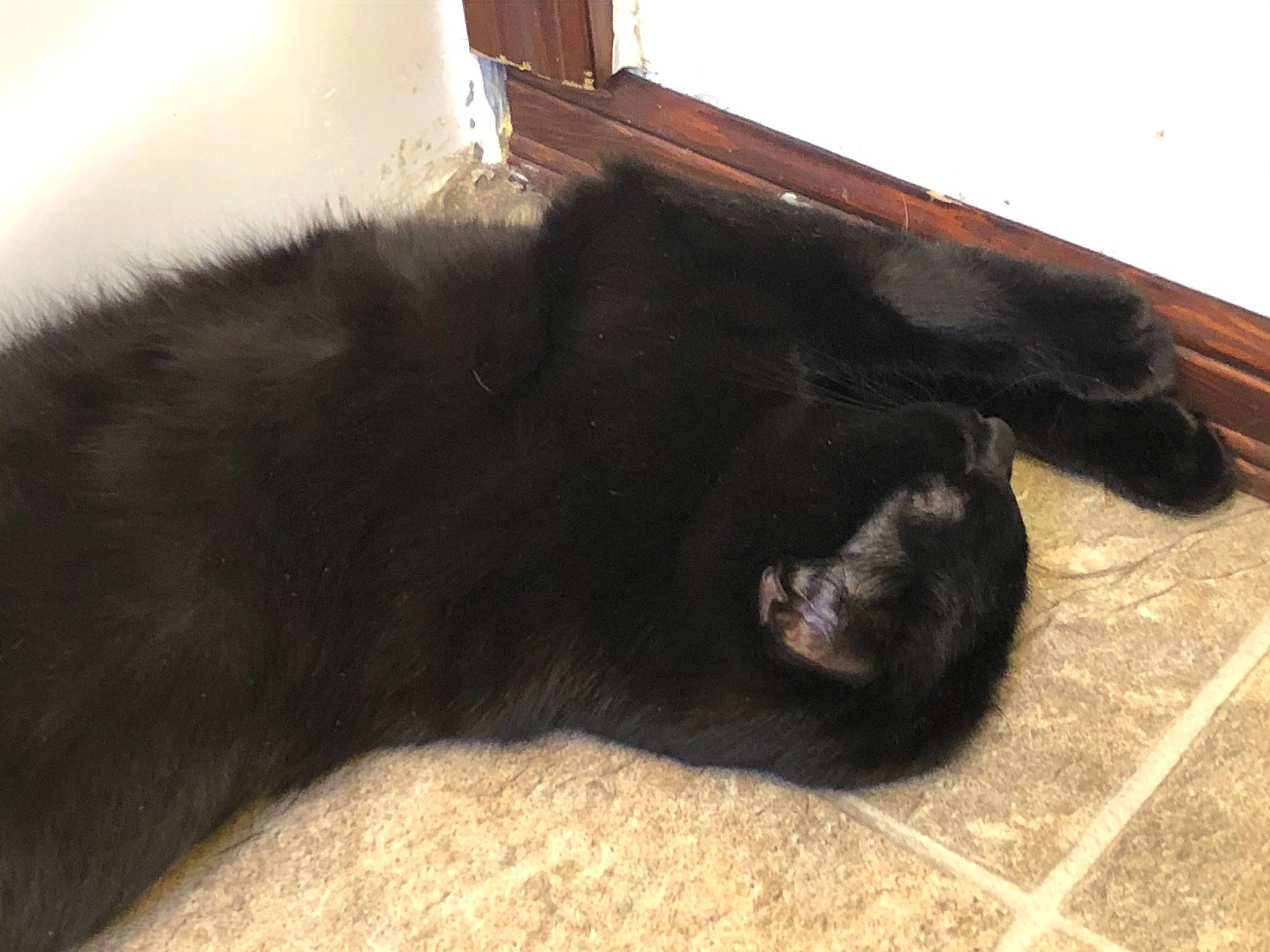 Toby is registered to the contest to win money with this photo: black_cat, bombay, canidae, carnivore, cat, claw, comfort, companion_dog, dog_breed, felidae, flooring, fur, hardwood, small_to_medium_sized_cats, sporting_group, tail, terrestrial_animal, whiskers, wood