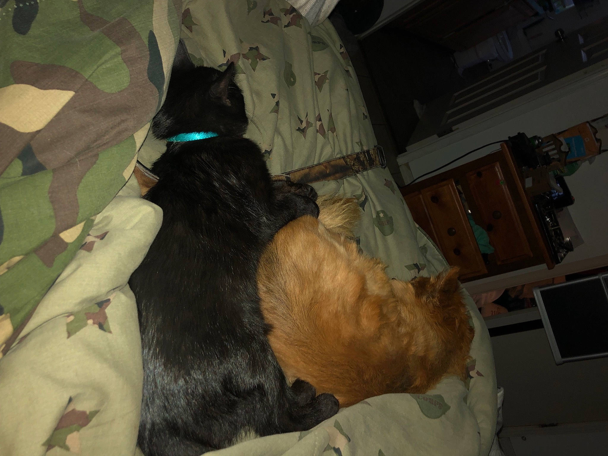 Toby is registered to the contest to win money with this photo: bed, canidae, carnivore, collar, comfort, companion_dog, dog, dog_breed, dog_supply, fawn, felidae, fur, guard_dog, linens, liver, nap, small_to_medium_sized_cats, sporting_group, tail, working_animal