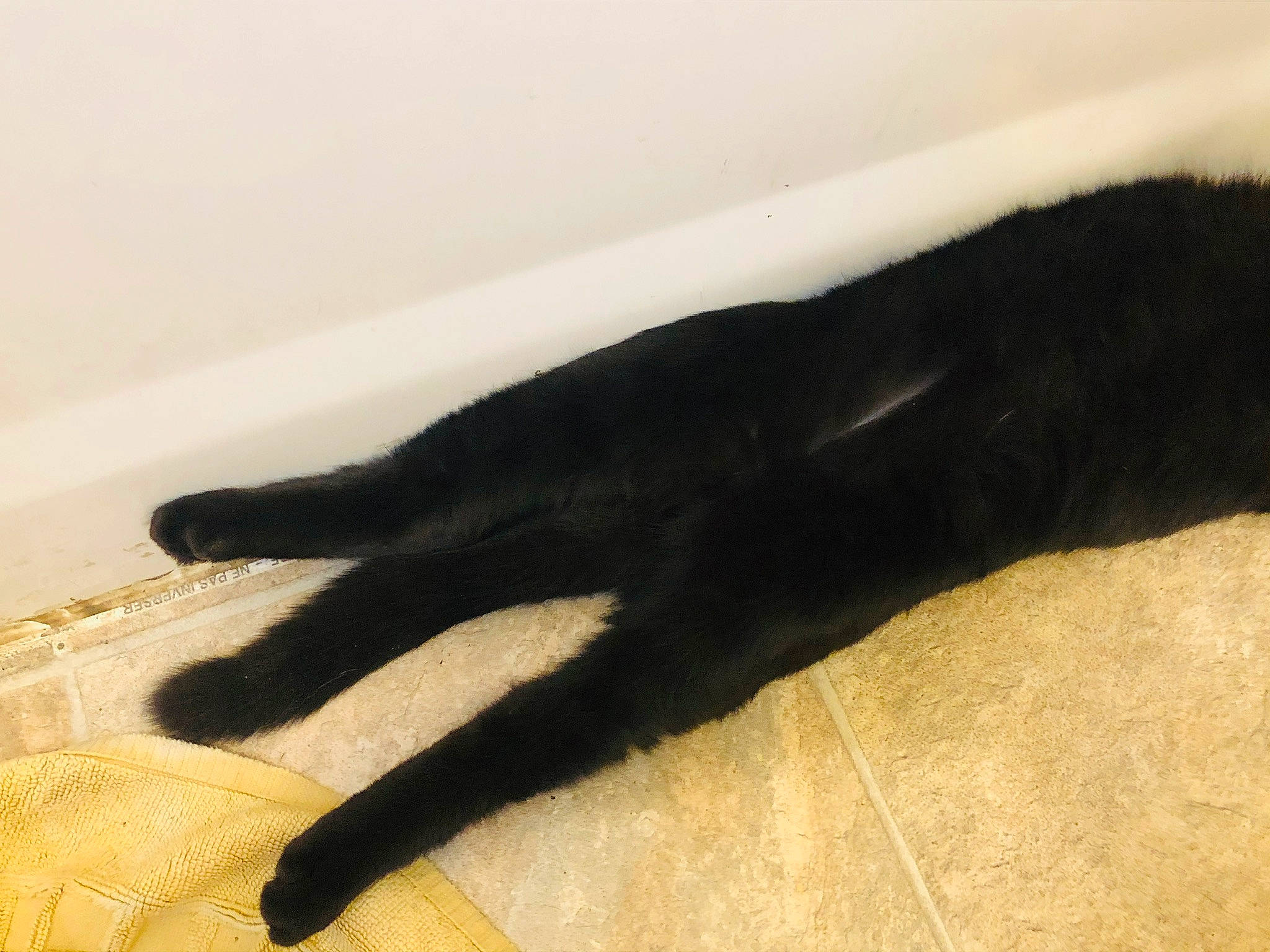 Toby joined the competition — help win amazing prizes! black_cat, canidae, carnivore, cat, claw, comfort, dog_breed, felidae, flooring, foot, fur, gesture, hardwood, small_to_medium_sized_cats, snout, sporting_group, tail, terrestrial_animal, whiskers, wood