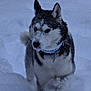 Anna joined the competition — help win amazing prizes! dog, husky, snow, outdoor, winter, cold, animal, canine, fur, pet, nature, walking, collar, blue, white, frozen, adventure, muzzle, ears, portrait