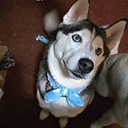 Anna joined the competition — help win amazing prizes! dog, husky, blue_eyes, bow, indoor, floor, clog, crate, tail, looking_up, pet, fur, animal, canine, curious, mammal, domestic, companion, black_and_white, blue