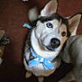 dog, husky, blue_eyes, bow, indoor, floor, clog, crate, tail, looking_up, pet, fur, animal, canine, curious, mammal, domestic, companion, black_and_white, blue