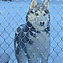 Anna joined the competition — help win amazing prizes! dog, husky, snow, fence, winter, outdoor, animal, pet, blue_eyes, fur, cold, icy, nature, canine, portrait, standing, chain_link_fence, frozen, winter_climate, snowflakes