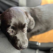 Nala is registered to the contest to win money with this photo: animal, beagle, canine, cockerspaniel, cushion, dog, homedecor, hound, labradorretriever, person, pet, pointer, policedog, puppy, sleeping, snout