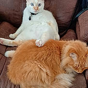 Wade joined the competition — help win amazing prizes! cat, cats, white_cat, orange_cat, fluffy_cat, blue_eyes, sitting, sleeping, chair, cushion, pet, domestic_animal, feline, indoor, relaxing, fur, whiskers, collar, cute, animal