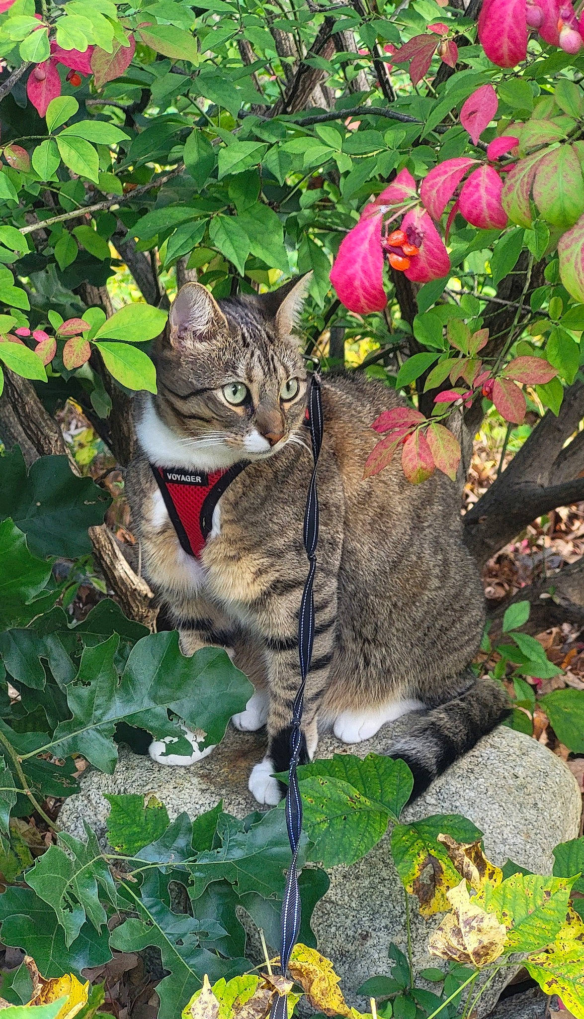 Freya Rose joined the competition — help win amazing prizes! botany, carnivore, cat, domestic_short_haired_cat, fawn, felidae, flower, flowering_plant, grass, groundcover, organism, petal, plant, small_to_medium_sized_cats, snout, tail, terrestrial_animal, tree, whiskers, woody_plant