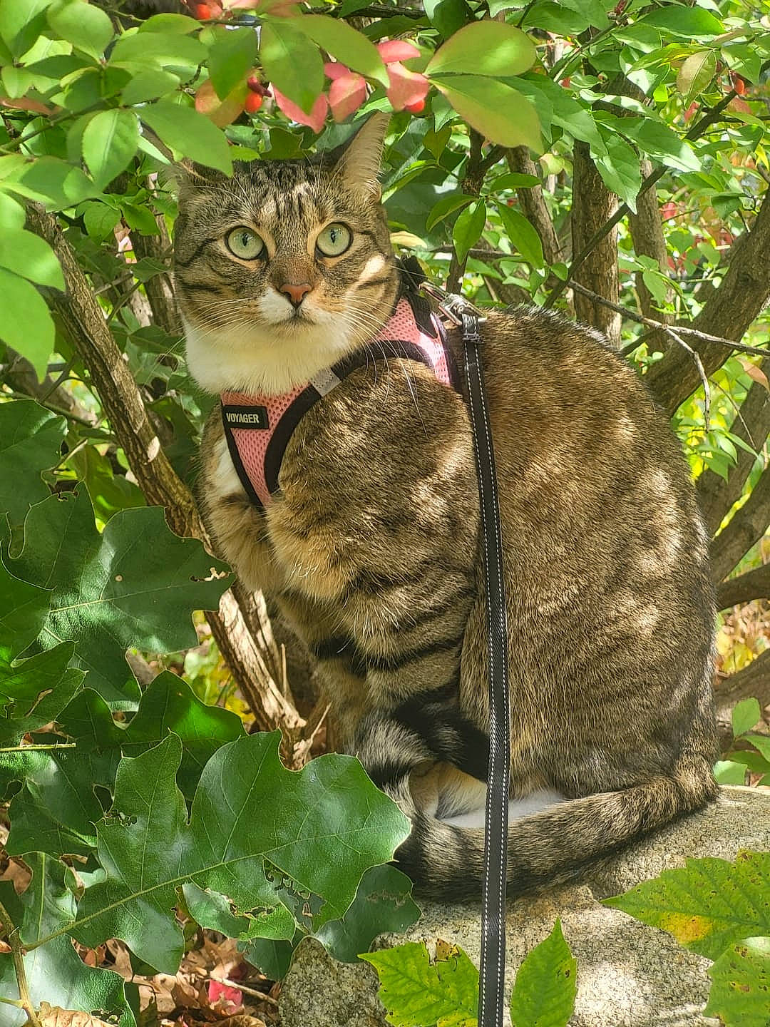 Freya Rose joined the competition — help win amazing prizes! branch, carnivore, cat, domestic_short_haired_cat, fawn, felidae, fur, grass, groundcover, mammal, organism, plant, small_to_medium_sized_cats, snout, tail, terrestrial_animal, tree, trunk, twig, whiskers