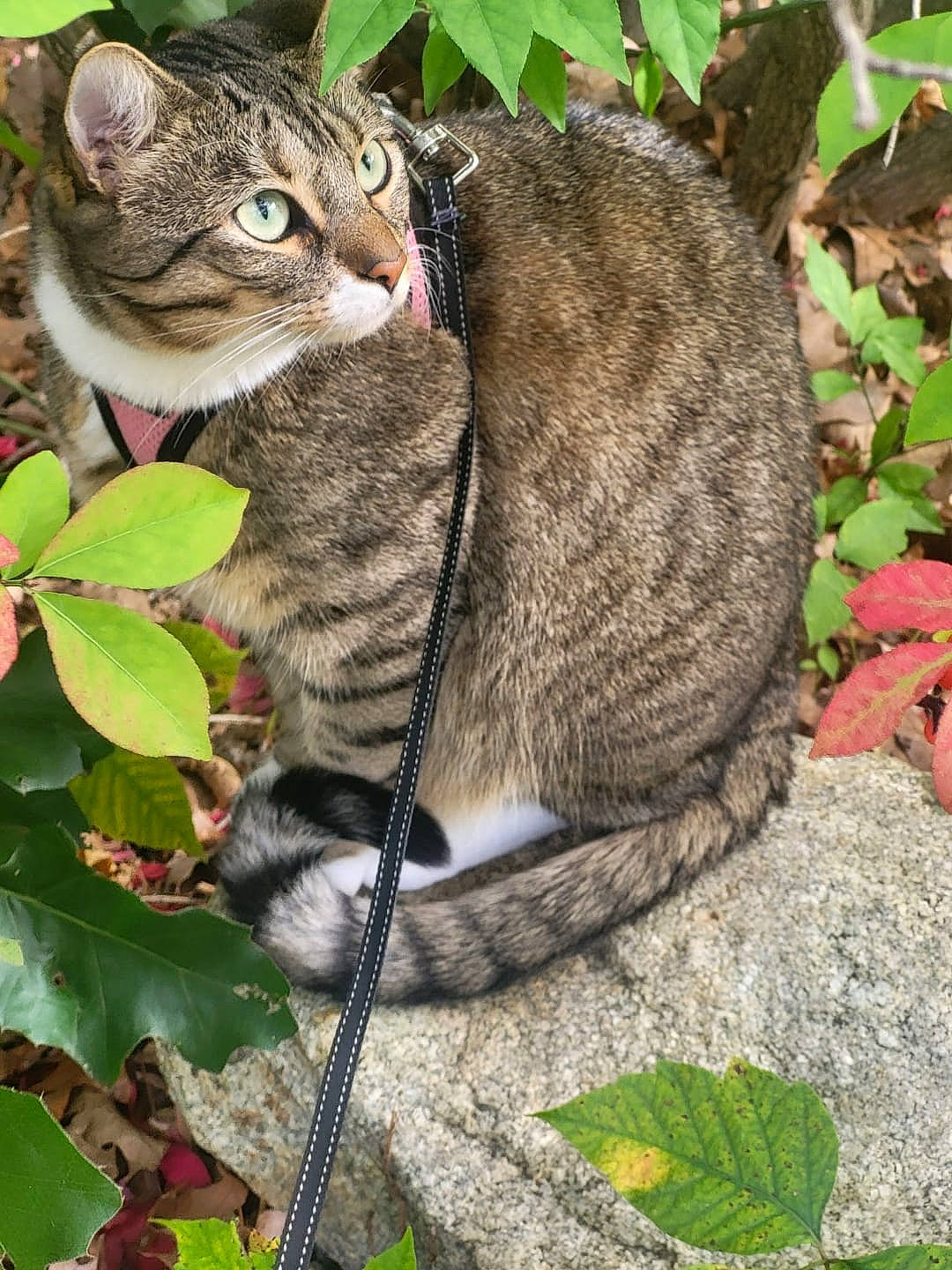 Freya Rose joined the competition — help win amazing prizes! botany, carnivore, cat, collar, domestic_short_haired_cat, fawn, felidae, grass, groundcover, mammal, organism, plant, small_to_medium_sized_cats, snout, tail, terrestrial_animal, terrestrial_plant, tree, vertebrate, whiskers