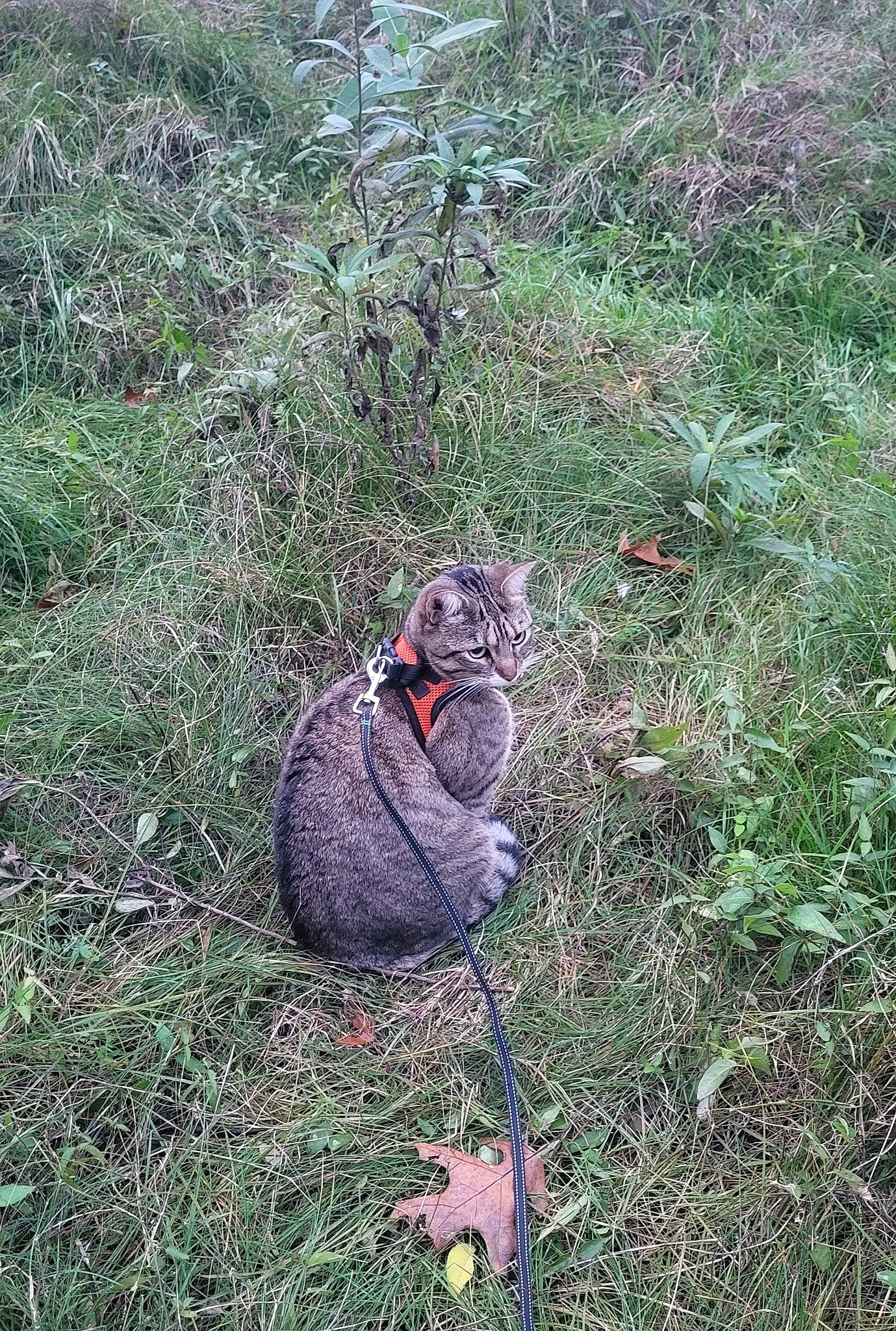 Freya Rose joined the competition — help win amazing prizes! fur, grass, grassland, groundcover, landscape, lawn, people_in_nature, plant, recreation, rock, shrub, sitting, soil, terrestrial_animal, tree, wildlife, wood