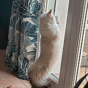 Apple participe au concours pour gagner de l'argent avec cette photo : blue, cat, curtain, daylight, fluffy, furniture, glass_door, hind_legs, home, indoor, leaf_pattern, pet, plant, rain, standing, tile_floor, toy, white, white_cat, window