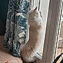 blue, cat, curtain, daylight, fluffy, furniture, glass_door, hind_legs, home, indoor, leaf_pattern, pet, plant, rain, standing, tile_floor, toy, white, white_cat, window