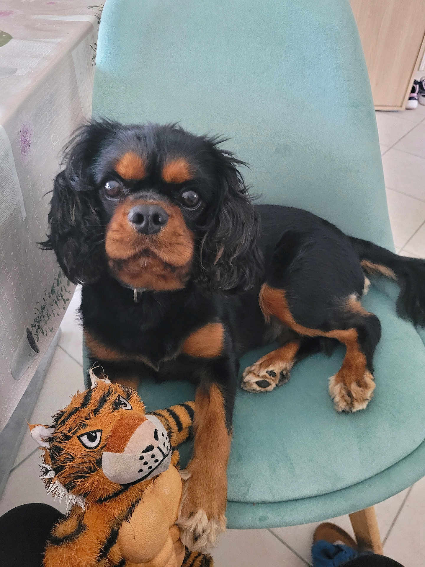 Sushi a rejoint le concours — aidez-le/la à gagner de superbes lots ! dog, stuffed_toy, tiger, chair, indoor, tile_floor, black_and_tan, pet, toy, furniture, tablecloth, floor, paw, fur, animal, cute, relaxed, home, companion, soft