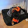 Sushi a rejoint le concours — aidez-le/la à gagner de superbes lots ! dog, puppy, toy, plush_toy, orange, sweater, pumpkin, bed, blanket, floor, indoor, pet, canine, chewing, black, brown, cozy, playful, festive, cute