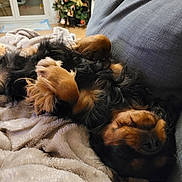 Sushi a rejoint le concours — aidez-le/la à gagner de superbes lots ! dog, blanket, couch, indoor, christmas_tree, decorations, relaxed, pet, fur, sleeping, cozy, soft, holiday, festive, home, comfort, animal, brown, black, upside_down