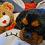 Sushi participe au concours pour gagner de l'argent avec cette photo : dog, stuffed_toy, teddy_bear, blanket, close_up, black_dog, brown_markings, resting, cozy, indoor, soft_texture, cute, sleepy, animal, pet, fur, snout, eyes, comfort, relaxation