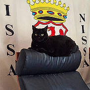 Angie participe au concours pour gagner de l'argent avec cette photo : black_cat, cat, feline, pet, sitting, lounging, leather_chair, chair, indoor, portrait, front_view, green_eyes, whiskers, fur, black_fur, crown, royal, wall_decor, furniture, home