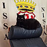 black_cat, cat, feline, pet, sitting, lounging, leather_chair, chair, indoor, portrait, front_view, green_eyes, whiskers, fur, black_fur, crown, royal, wall_decor, furniture, home