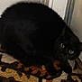 animal, black_cat, carpet, cat, close_up, cozy, crouching, curious, door, eyes, feline, floor, fur, home, indoor, patterned_rug, pet, quiet, shadow, watching