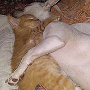 Snow joined the competition — help win amazing prizes! animal, bed, blanket, companion, cozy, cute, friendship, fur, indoor, kitten, napping, orange_cat, peaceful, pet, puppy, resting, sleeping, snuggling, soft, white_dog
