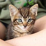 Boo is registered to the contest to win money with this photo: kitten, tabby, cat, blue_eyes, close_up, pet, animal, fur, whiskers, ears, face, legs, human, skin, indoors, blurred_background, floral_pattern, comfort, cute, young