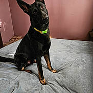 Emmitt is registered to the contest to win money with this photo: dog, black_dog, tan_paws, sitting, bed, blanket, collar, indoor, pet, curious, ears_up, head_tilt, canine, animal, domestic, fur, looking, resting, pink_wall, furniture