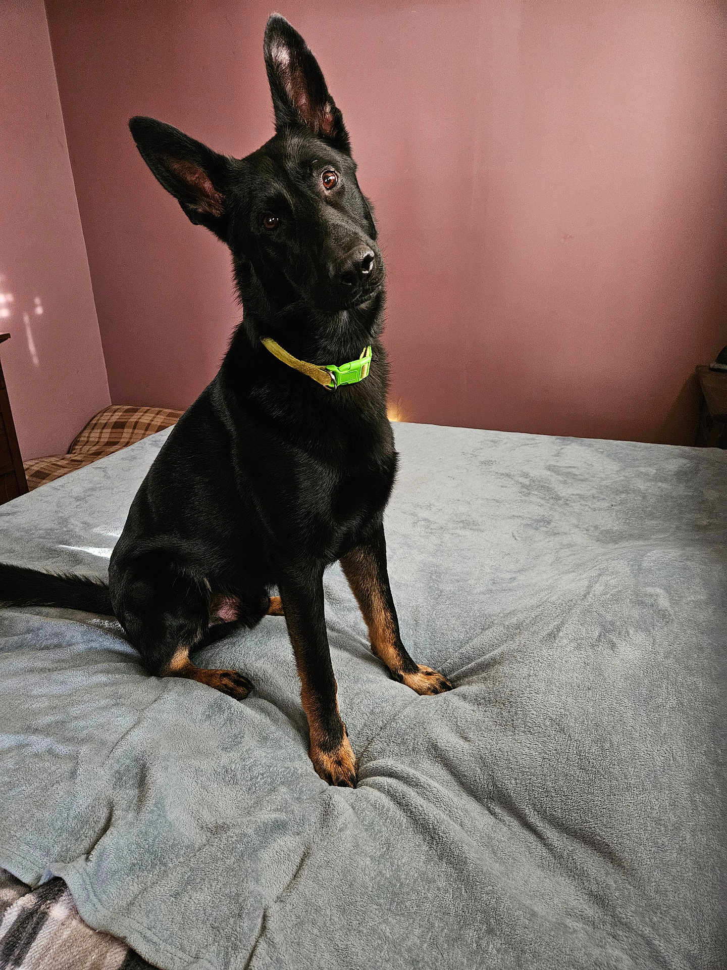 Emmitt is registered to the contest to win money with this photo: dog, black_dog, tan_paws, sitting, bed, blanket, collar, indoor, pet, curious, ears_up, head_tilt, canine, animal, domestic, fur, looking, resting, pink_wall, furniture