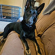 Emmitt is registered to the contest to win money with this photo: alert, animal, black_dog, brown, canine, carpet, collar, couch, crate, dog, ears, floor, furniture, home, indoor, looking, pet, portrait, relaxed, tan_paws