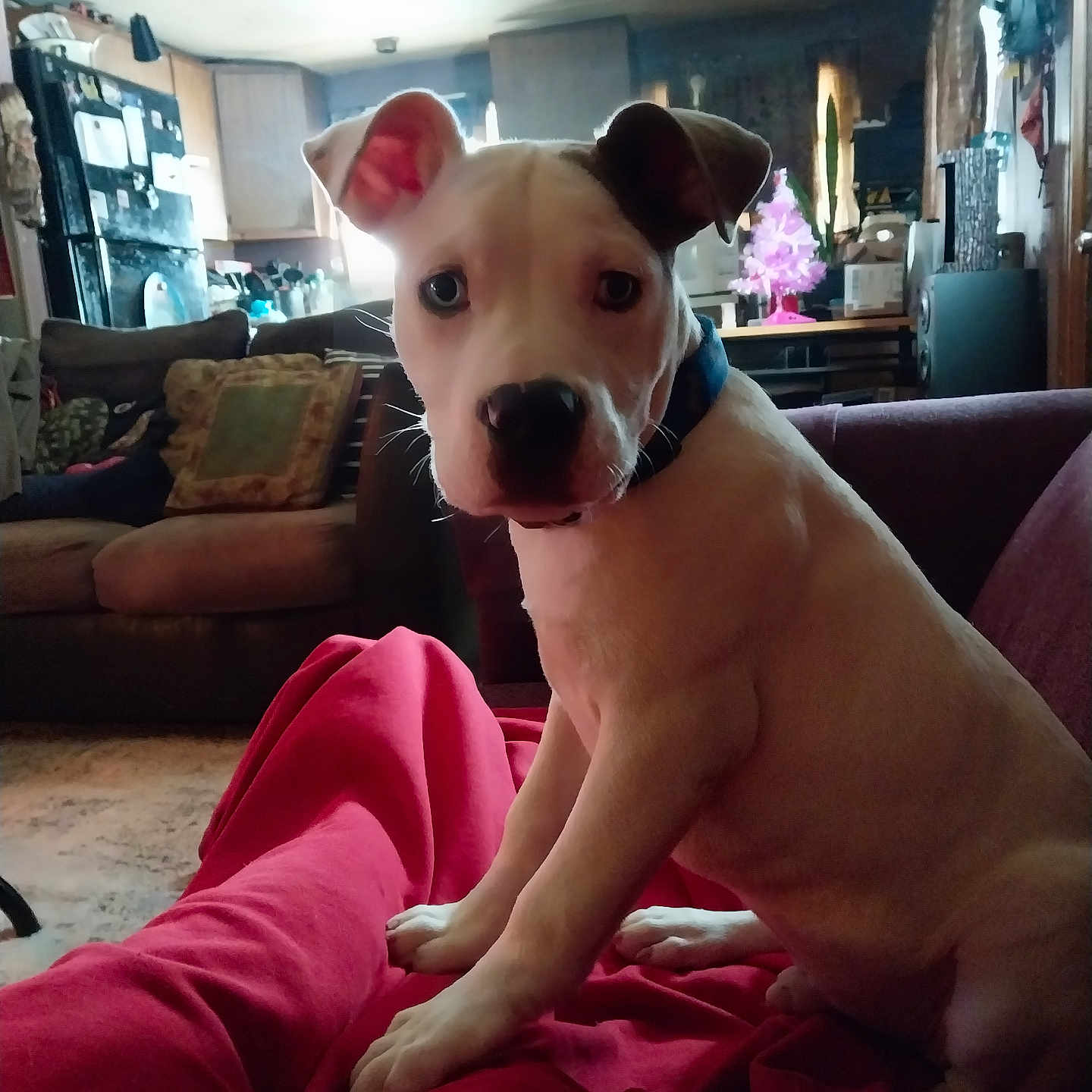 Blue is registered to the contest to win money with this photo: animal, appliance, architecture, boxer, building, bulldog, canine, ceilingfan, couch, cushion, device, dog, electricaldevice, furniture, indoors, interiordesign, livingroom, pet, puppy, room