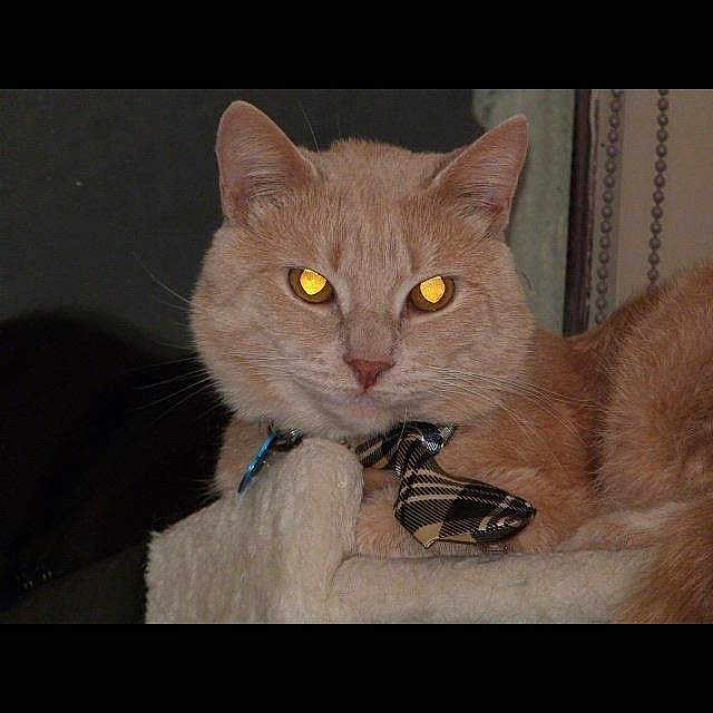 Caramel