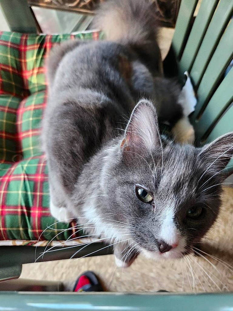 Amun Ra is registered to the contest to win money with this photo: box, carnivore, cat, cat_supply, claw, comfort, domestic_short_haired_cat, felidae, fur, pattern, paw, photo_caption, plaid, small_to_medium_sized_cats, snout, tail, tartan, whiskers, window