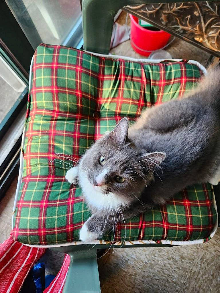 Amun Ra is registered to the contest to win money with this photo: carnivore, cat, claw, comfort, domestic_short_haired_cat, felidae, fur, lap, linens, pattern, plaid, small_to_medium_sized_cats, tableware, tail, tartan, textile, whiskers