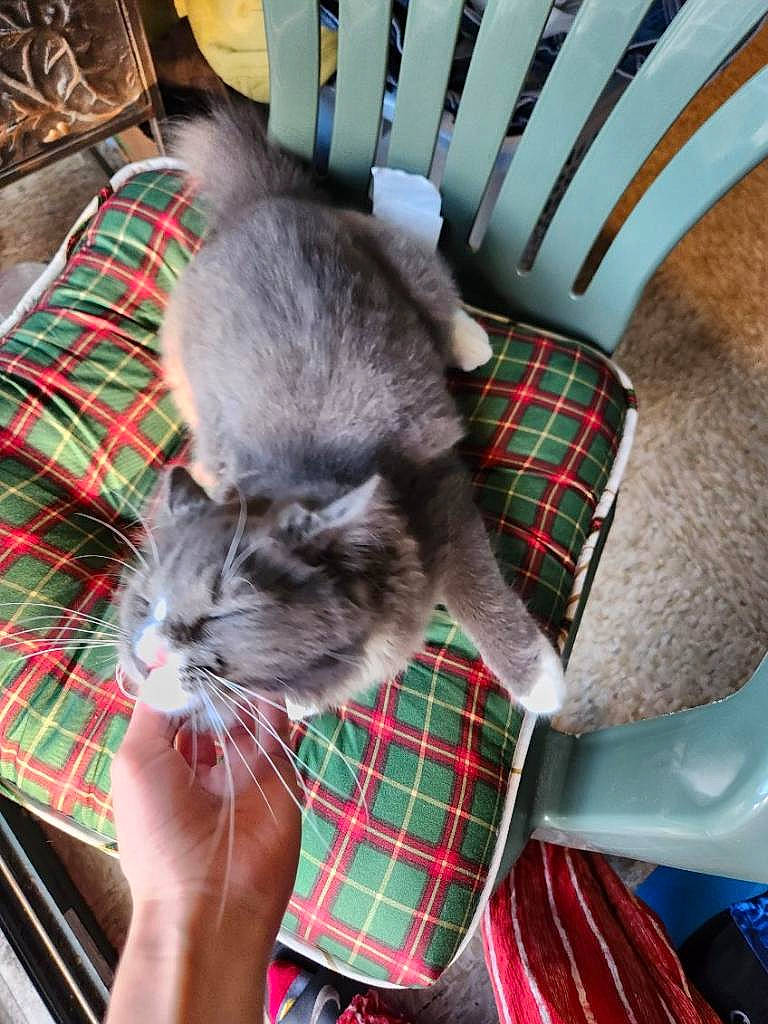 Amun Ra is registered to the contest to win money with this photo: carmine, carnivore, cat, comfort, domestic_short_haired_cat, felidae, fur, holiday, lap, linens, pattern, plaid, sleeve, small_to_medium_sized_cats, tail, tartan, textile, whiskers