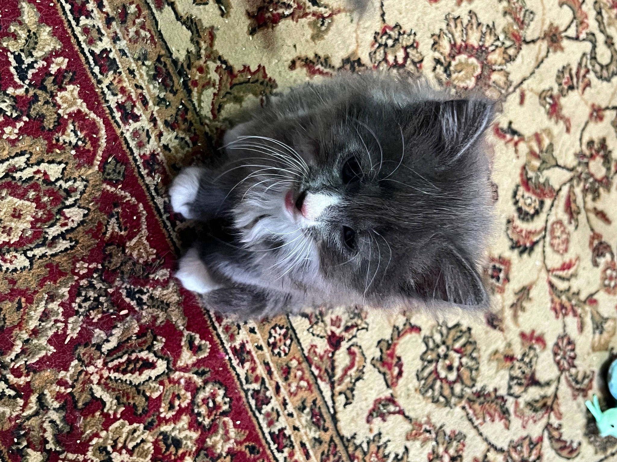 Amun Ra joined the competition — help win amazing prizes! british_longhair, carnivore, cat, domestic_short_haired_cat, felidae, fruit, fur, grass, grey, pattern, paw, plant, porch, small_to_medium_sized_cats, snout, tail, terrestrial_animal, tree, vegetable, whiskers