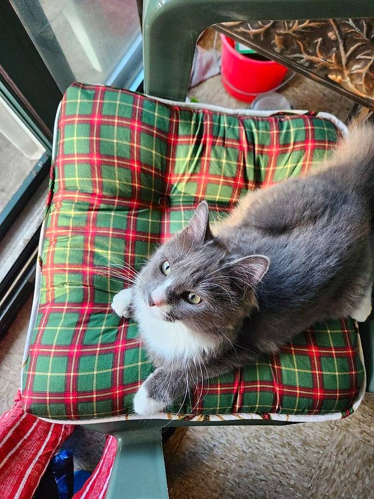 Amun Ra joined the competition — help win amazing prizes! bag, box, carnivore, cat, comfort, domestic_short_haired_cat, felidae, fur, grey, lap, linens, luggage_and_bags, pattern, plaid, sitting, small_to_medium_sized_cats, tableware, tartan, textile, whiskers
