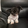 dog, puppy, black_and_white, scruffy, small_dog, sitting, portrait, pet, animal, fur, floppy_ears, dark_fur, white_fur, nose, eyes, leather_couch, indoors, home, cute, companion