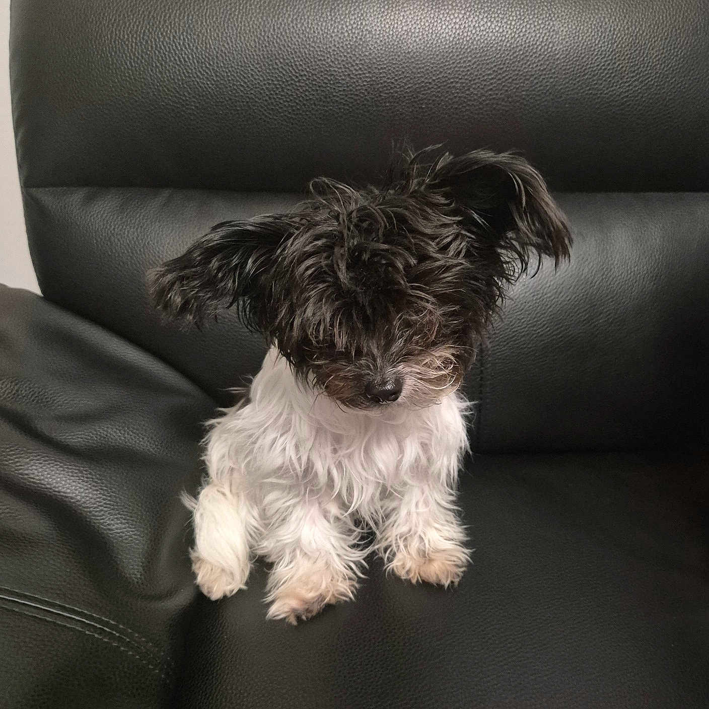 Bella