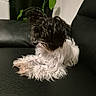 Bella a rejoint le concours — aidez-le/la à gagner de superbes lots ! dog, small_dog, fluffy, black_and_white, shaggy_coat, long_hair, pet, companion_animal, sitting, lounging, crossed_paws, leather_sofa, couch, indoor, home, houseplant, green_leaves, portrait, cozy, animal_photography