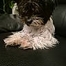 Bella participe au concours pour gagner de l'argent avec cette photo : dog, puppy, small_dog, shaggy, long_hair, black_and_white, white_fur, black_fur, floppy_ears, paws, sitting, lounging, couch, leather, indoor, pet, portrait, relaxed, cute, animal