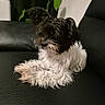 dog, small_dog, black_and_white, fluffy, long_hair, pet, canine, sitting, lounging, couch, leather, indoor, living_room, houseplant, portrait, animal, fur, relaxed, cute, home
