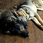 Riott And Zeek joined the competition — help win amazing prizes! dog, german_shepherd, animal, pet, floor, wooden_floor, indoor, resting, lying_down, two_dogs, close_together, companion, fur, ears, collar, brown, black, relaxation, home, calm