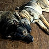 dog, german_shepherd, animal, pet, floor, wooden_floor, indoor, resting, lying_down, two_dogs, close_together, companion, fur, ears, collar, brown, black, relaxation, home, calm
