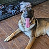 animal, blankets, canine, collar, companion, dog, dog_crate, domestic, fur, german_shepherd, happy, home, indoor, lying_down, mammal, pet, playful, resting, tongue_out, wooden_floor