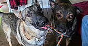 Riott And Zeek is registered to the contest to win money with this photo: dog, indoor, playful, rope_toy, tug_of_war, brown_floor, collar, furniture, chair, jacket, living_room, pet, canine, two_dogs, floor, play, animal, domestic, friendship, fun