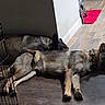 dog, sleeping, floor, sunlight, crate, indoor, wooden_floor, resting, collar, pet, domestic_animal, relaxation, two_dogs, canine, nap, home, animal, quiet, peaceful, shadow