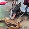 dog, german_shepherd, indoor, floor, wooden_floor, lying_down, pet, canine, tongue_out, relaxed, coat, jacket, chair_leg, red_rug, home_interior, animal, domestic, fur, ears_up, looking