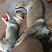 Riott And Zeek joined the competition — help win amazing prizes! animal, black, brown, companion, dog, domestic, floor, fur, german_shepherd, human_hand, indoor, lying_down, paws, pet, red_ball, relaxing, resting, sandals, toy, wooden_floor