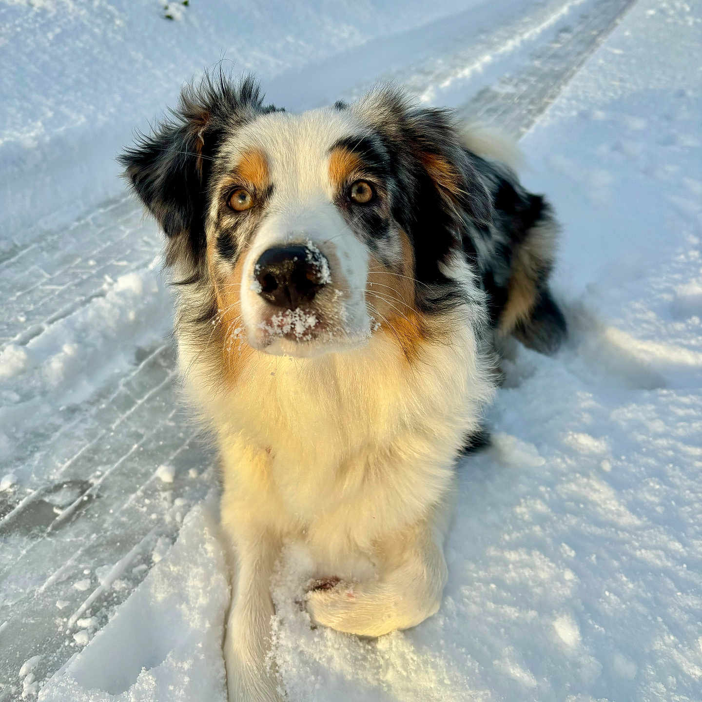 Vaïka a rejoint le concours — aidez-le/la à gagner de superbes lots ! animal, blizzard, canine, cockerspaniel, collie, dog, goldenretriever, hound, husky, ice, nature, outdoors, pet, puppy, saintbernard, snow, storm, terrier, weather, winter