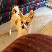 Callie Rose joined the competition — help win amazing prizes! dog, small_dog, indoor, floor, tile_floor, couch, striped_couch, furniture, ears, curious, pet, animal, white_dog, brown_dog, alert, standing, tail, home, living_room, blurred_foreground