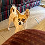 dog, small_dog, indoor, floor, tile_floor, couch, striped_couch, furniture, ears, curious, pet, animal, white_dog, brown_dog, alert, standing, tail, home, living_room, blurred_foreground